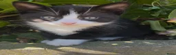 Domestic Shorthair cats for sale: 2 friendly adults and 3 lovely kittens  - Advert 7