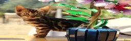 Bengal cats for sale: 3 TICA BENGAL BOYS – BROWN ROSETTED MALES – £850 - Advert 4