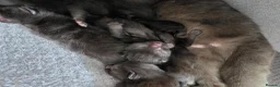 Mixed Breed cats for sale: 5 fluffy black kittens for sale  - Advert 2