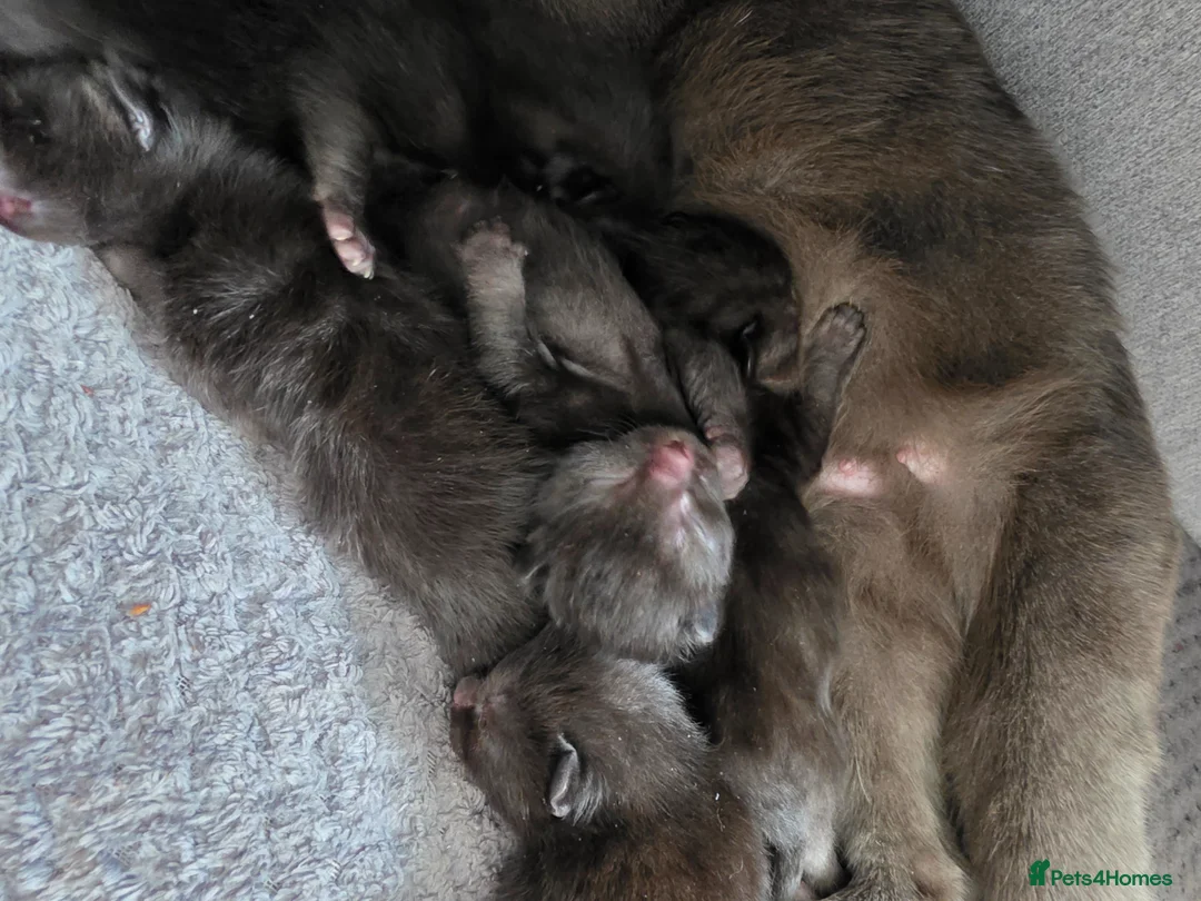 Mixed Breed cats for sale: 5 fluffy black kittens for sale  - Advert 2