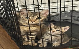 Bengal cats for sale: 1 boy left  - Image 4
