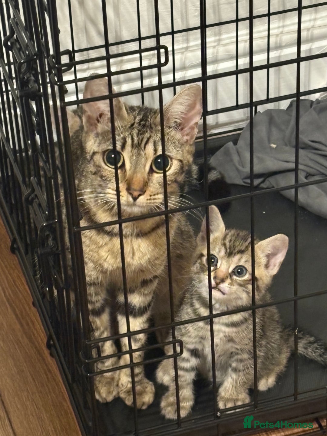 Bengal cats for sale: 1 boy left  - Image 4