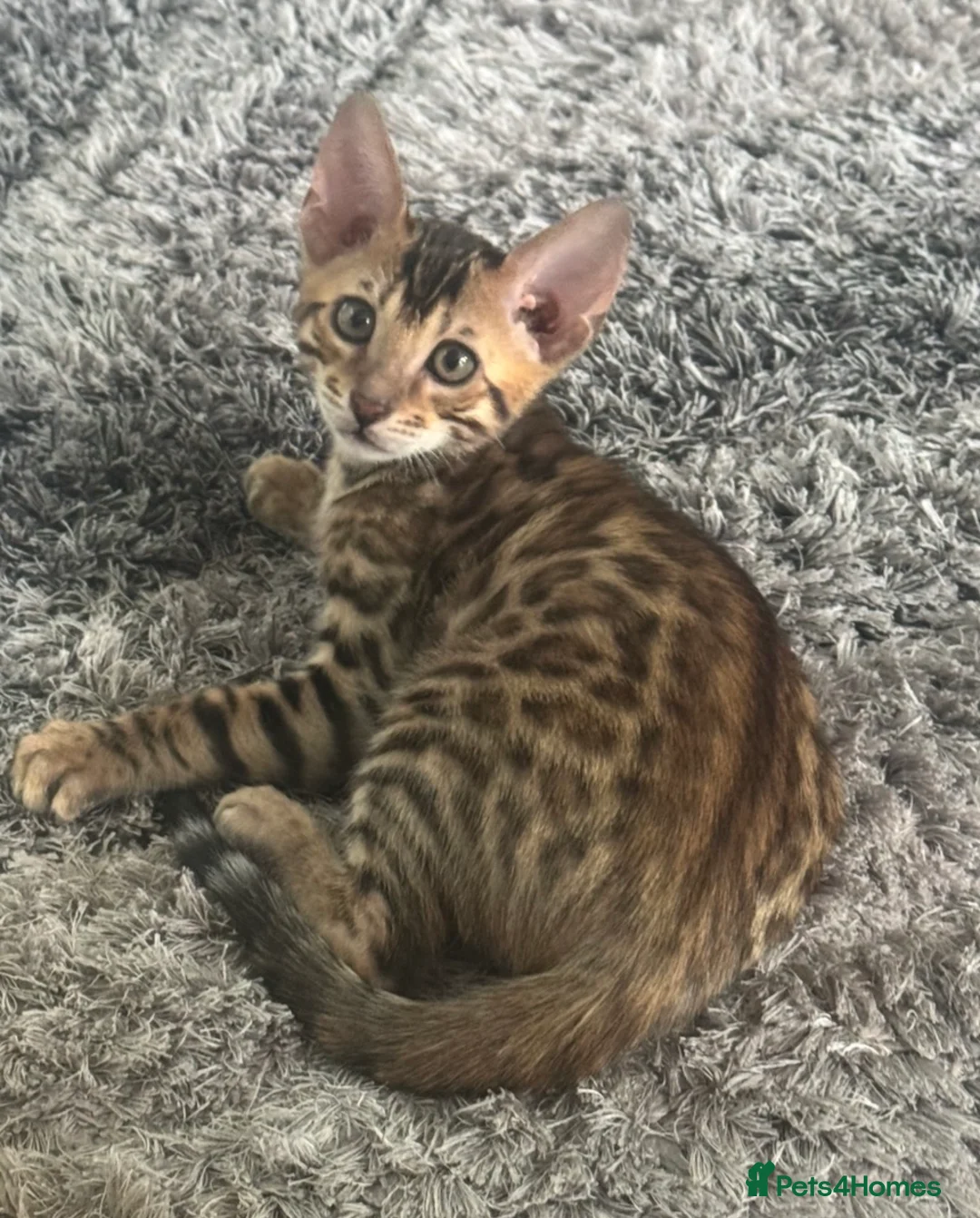 Bengal cats for sale: Amazing Bengal Babies - Advert 9