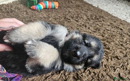German Shepherd dogs for sale: 8 Beautiful fluffy German Shepherd pups  - Image 6