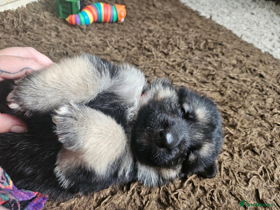 German Shepherd dogs for sale: 8 Beautiful fluffy German Shepherd pups  - Image 6