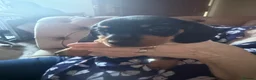 Miniature Dachshund dogs for sale: Miniature dachshund puppies - Advert 8