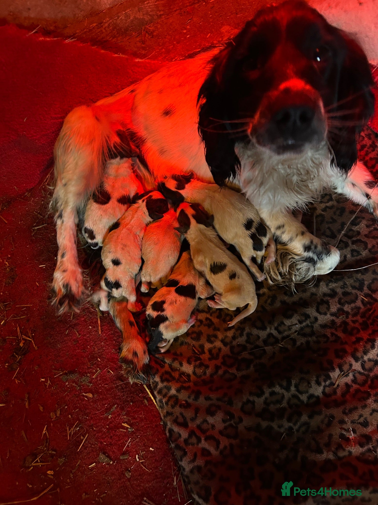 English Springer Spaniel dogs Springer pups for sale - Advert 16