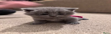 British Shorthair Kitten 4