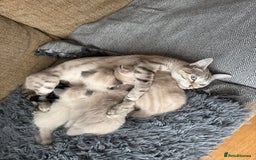 Ragdoll cats for sale: Adorable Ragdoll X Snow Bengal Kittens - Advert 10
