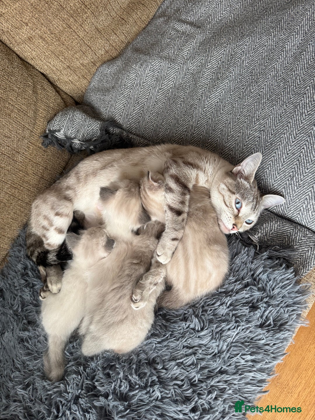 Ragdoll cats for sale: Adorable Ragdoll X Snow Bengal Kittens - Advert 10