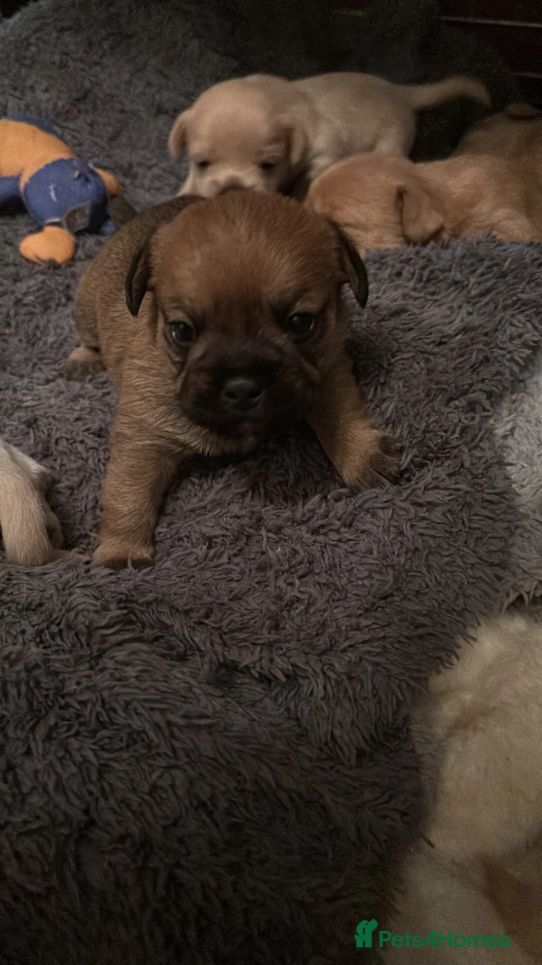 Mixed Breed dogs for sale: Floodles - Advert 22