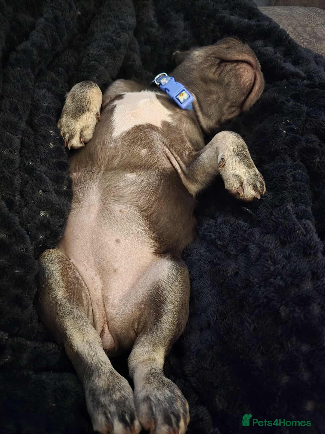 French Bulldog dogs for sale: Bitch Mini french bulldog - Image 6