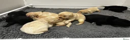 Labradoodle dogs for sale: F1 labradoodle pup. Parents health tested & KC reg - Advert 2