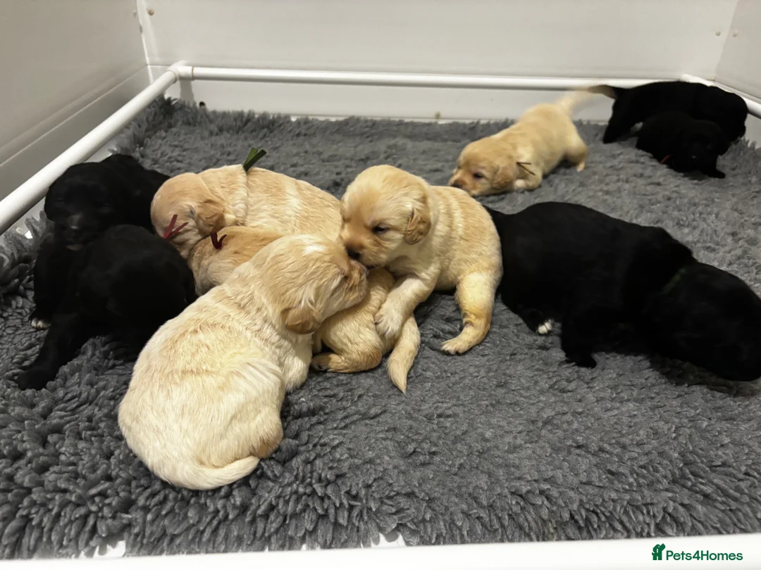 Labradoodle dogs for sale: F1 labradoodle pup. Parents health tested & KC reg - Advert 2