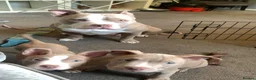 American Bully dogs for sale: 1 American female pocket bully  - Advert 6