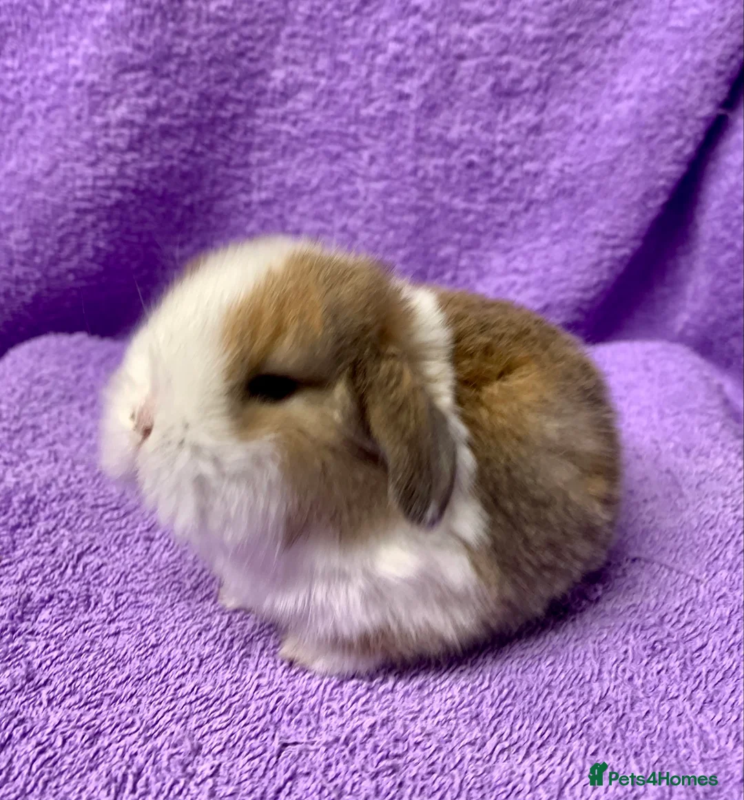 Mini Lop rabbits for sale: Gorgeous purebred baby mini lops ready to reserve - Advert 5
