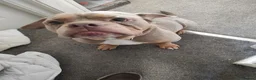 Olde English Bulldogge dogs for sale: Brian in Chesterfield - Advert 5
