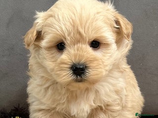 West Highland Terrier dogs Adorable westiepoo puppies - Advert 8