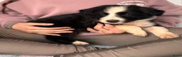Border Collie dogs for sale: Border collie pups in Southampton - Advert 3