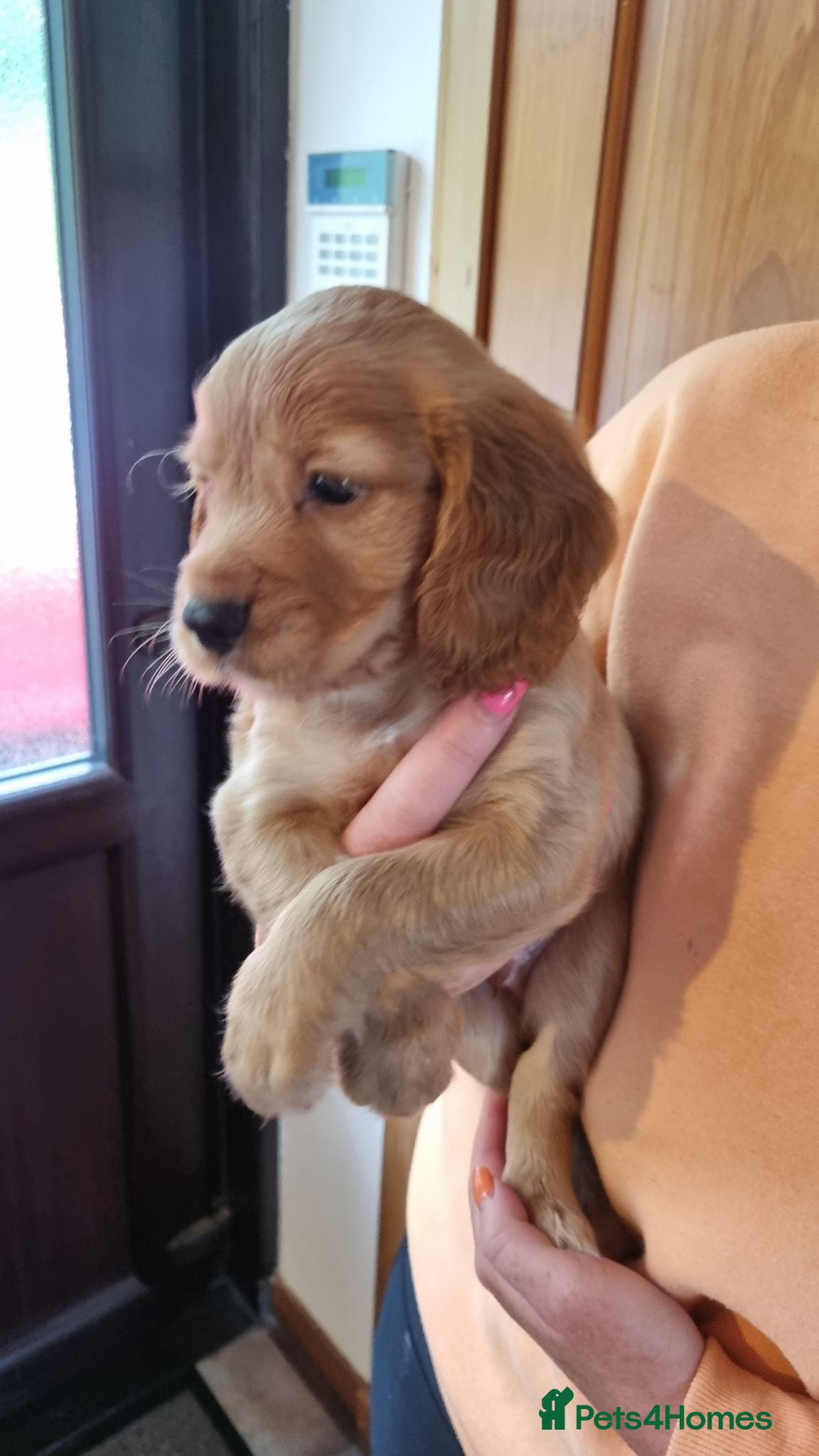 Cocker Spaniel dogs Cocker spaniel puppy - Advert 1