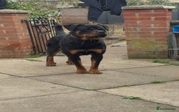 Rottweiler dogs for sale: Meet Zeus, Rottweiler 7 Months Old - Image 3