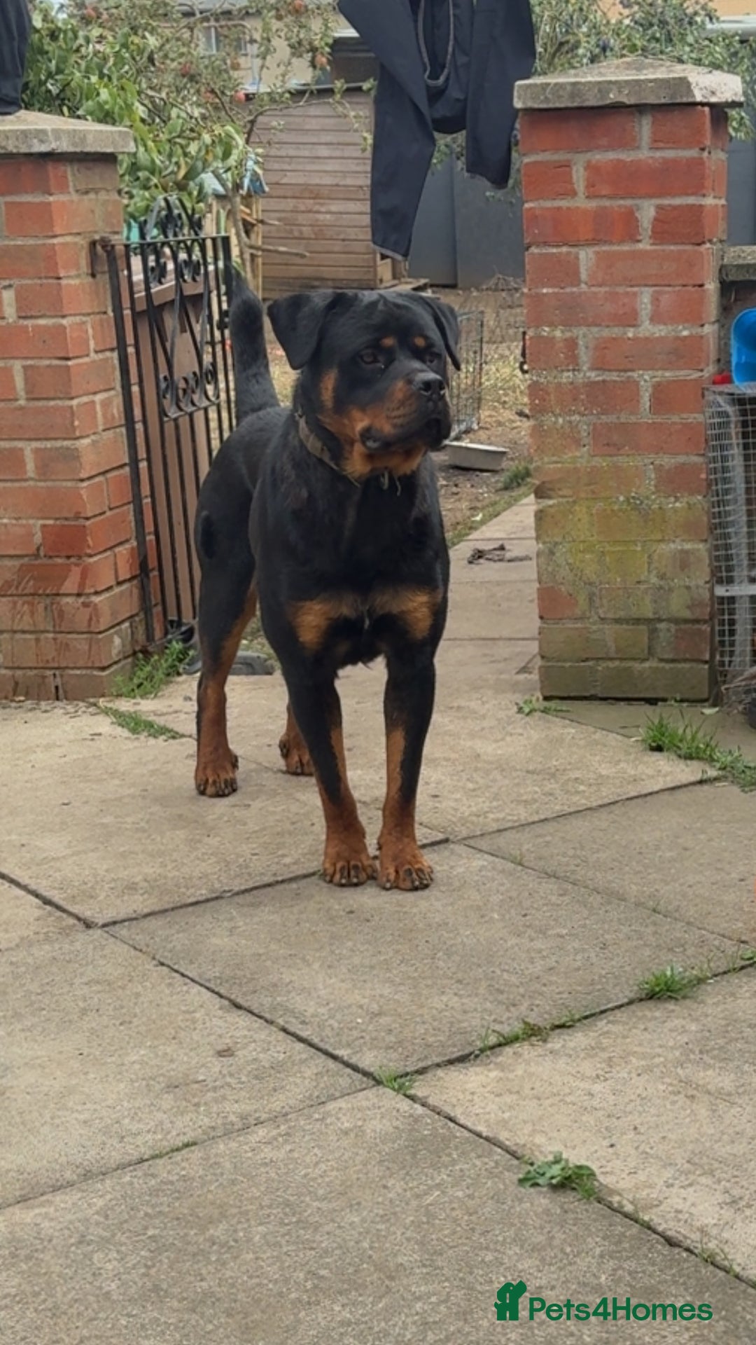 Rottweiler dogs for sale: Meet Zeus, Rottweiler 7 Months Old - Image 3