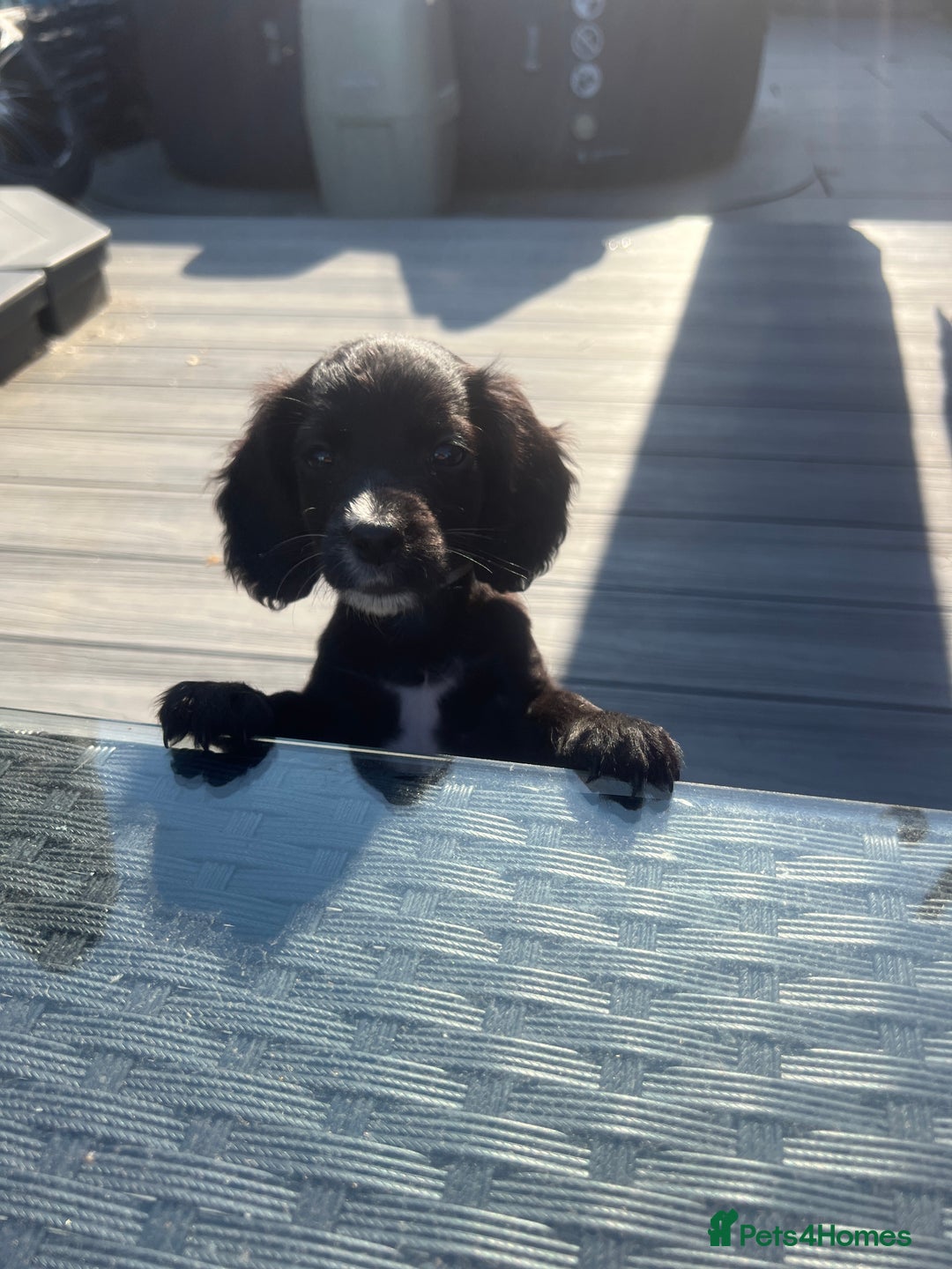 Cocker Spaniel dogs for sale: KC Working Cocker Spaniels available now - Image 8