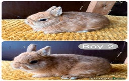 Netherland Dwarf rabbits for sale: Stunning well handled Netherland dwarves  - Image 4
