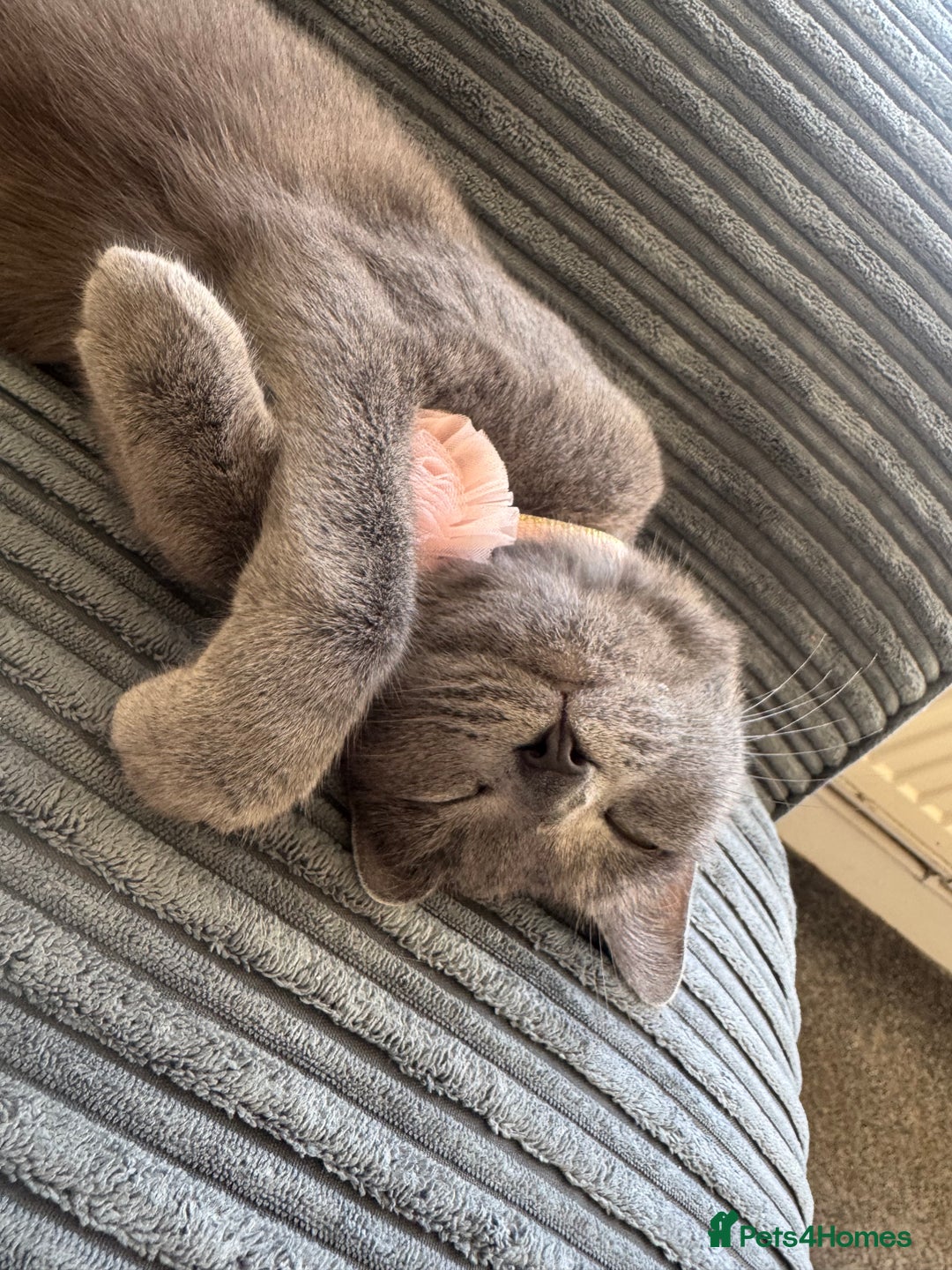 Russian Blue cats for sale: Cat for sale  - Advert 2