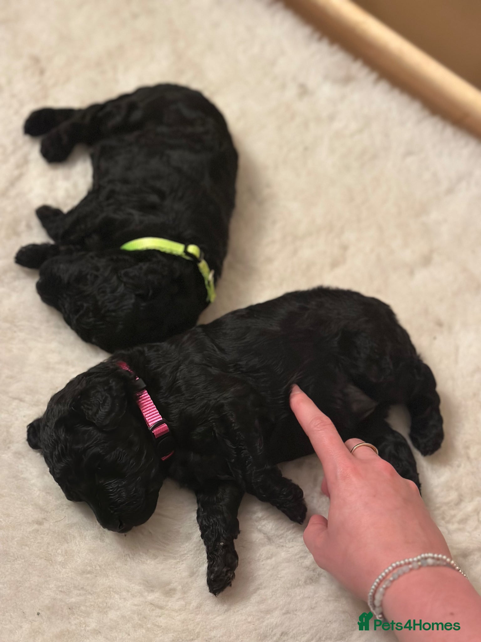 Standard Poodle dogs for sale: Shirgasei Standard Poodles - Advert 3