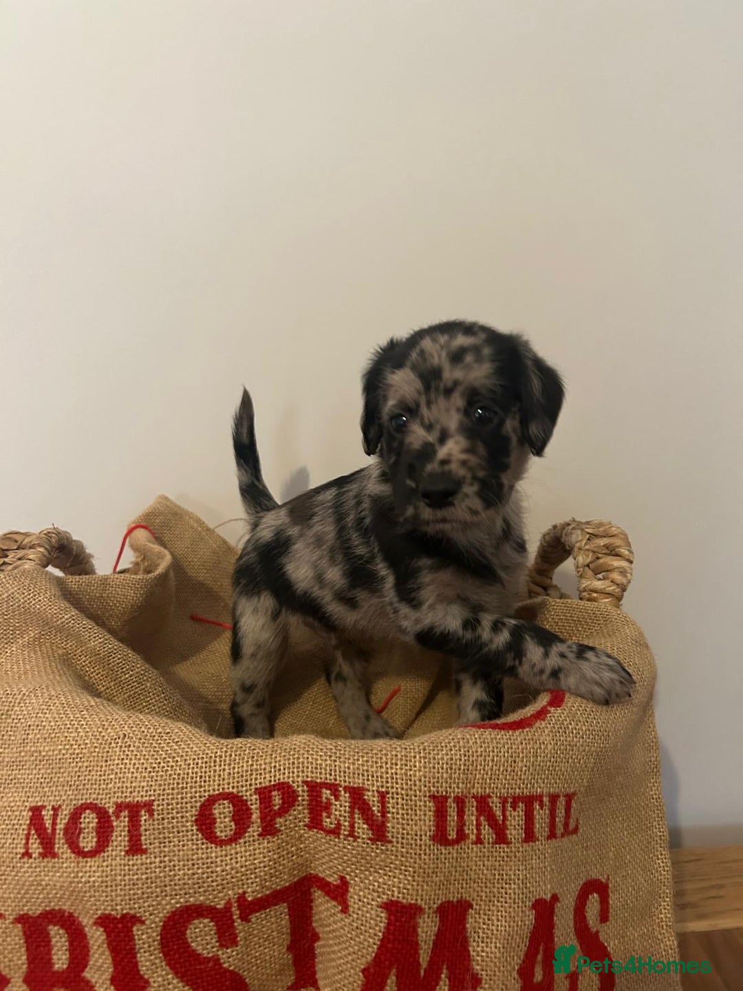 Labradoodle dogs for sale: Labradoodle puppies (home-raised) for sale - Advert 8