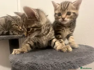 Bengal cats 2 beautiful bengal mix kittens now available !!!! - Advert 1