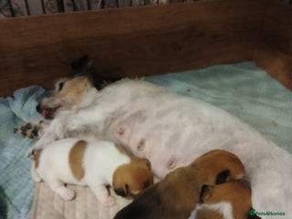 Jack Russell dogs - Advert 4