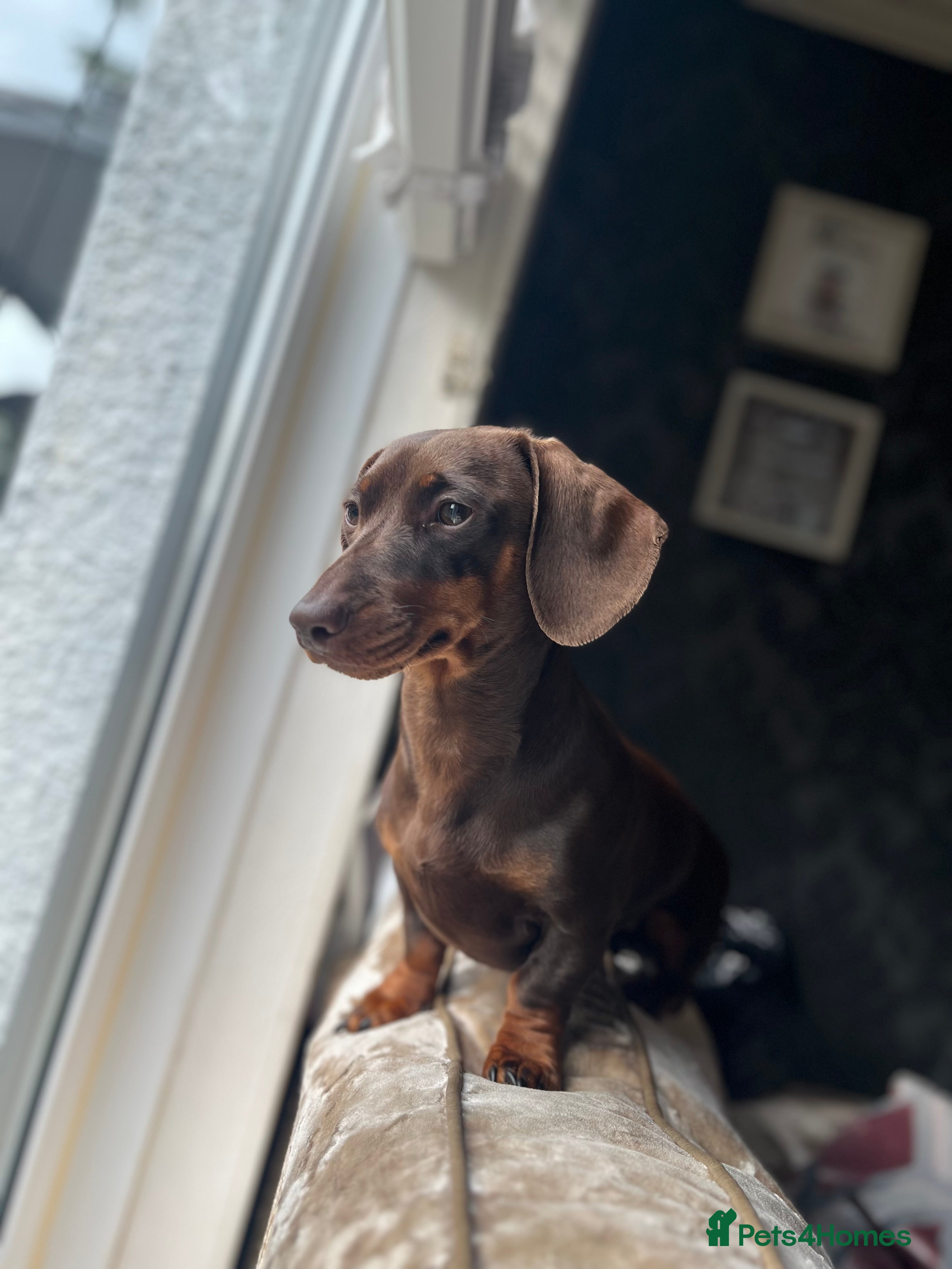 Miniature Dachshund dogs Miniature dachshund for sale  - Advert 3