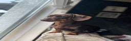 Miniature Dachshund dogs for sale: Miniature dachshund for sale  - Advert 2