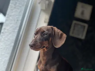 Miniature Dachshund dogs Miniature dachshund for sale - Advert 3
