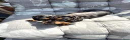 Miniature Dachshund dogs for sale:  5★ LICENSED BREEDER • KC SILVER DAPPLE BOY - Advert 3