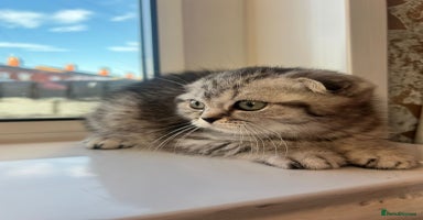 Scottish Fold cats - Advert 8