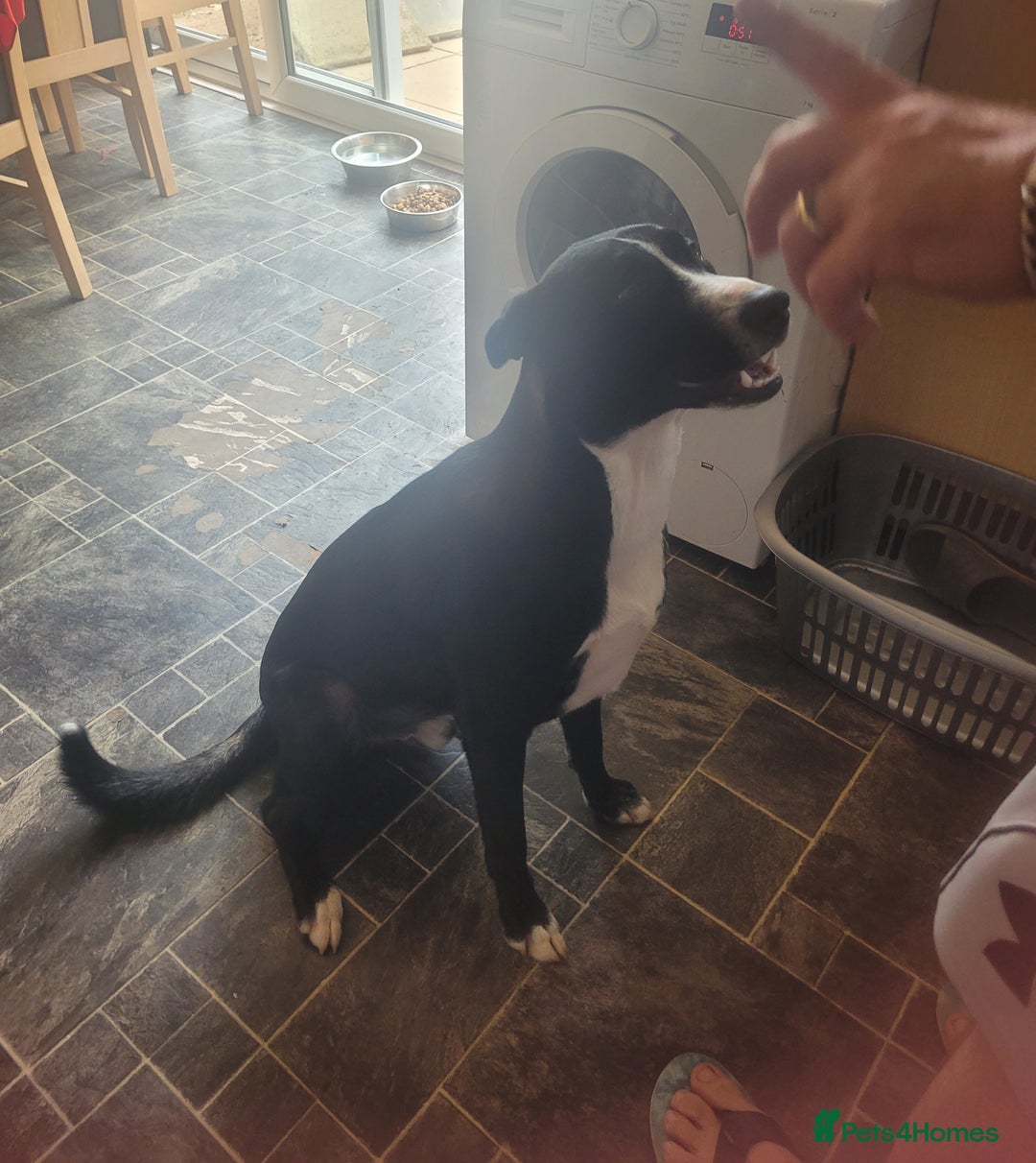 Mixed Breed dogs for adoption: NUKE 1yr old mixed breed - Image 2