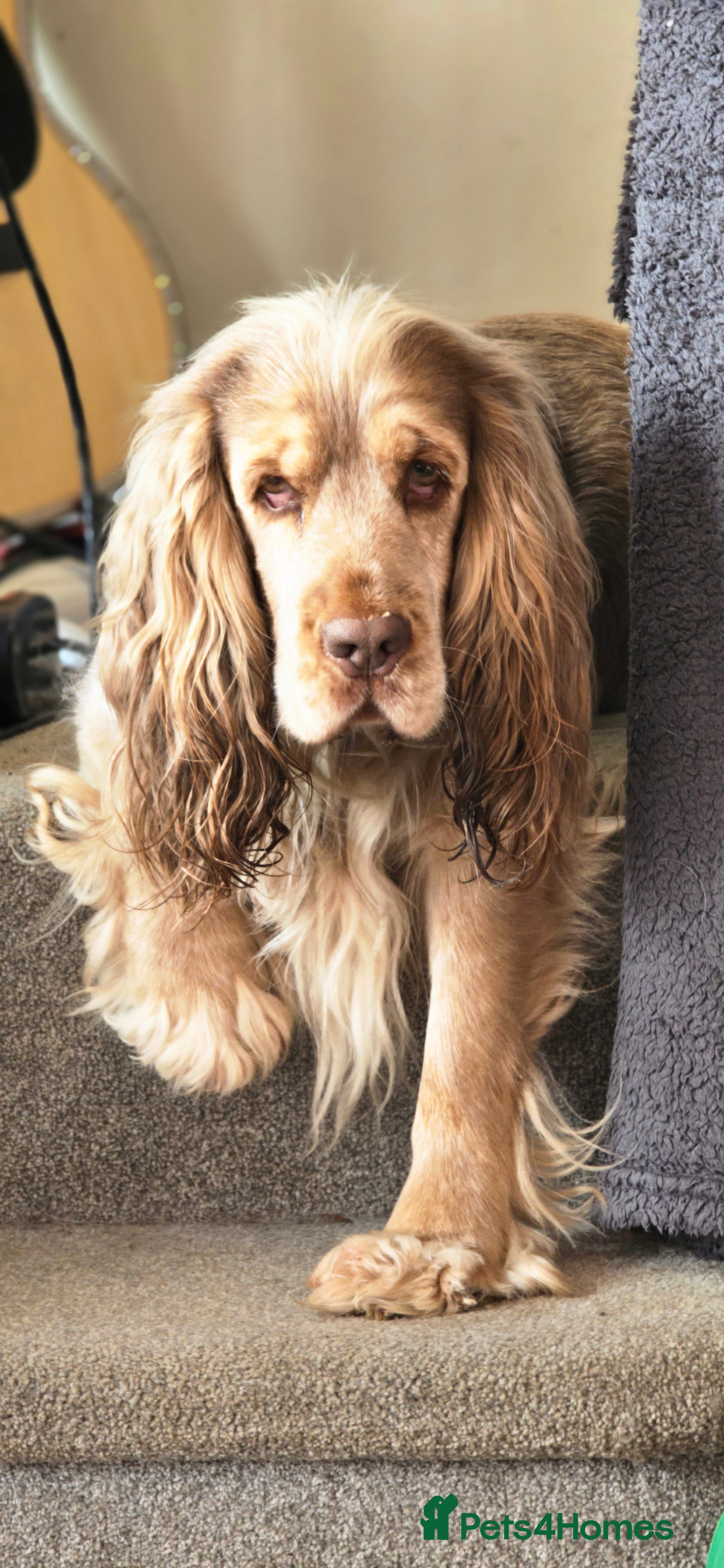 Cocker Spaniel dogs Proven Track Record Cocker Spaniel Stud in Beccles - Advert 1