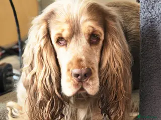 Cocker Spaniel dogs Proven Track Record Cocker Spaniel Stud in Beccles - Advert 1