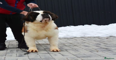 Saint Bernard dogs - Advert 4