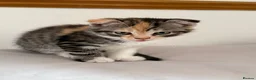 Scottish Fold cats for sale: Scottish fold and Scottish straight  - Advert 15