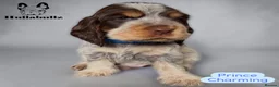 Cocker Spaniel dogs for sale: Health tested Roan Cocker Spaniels  - Advert 5