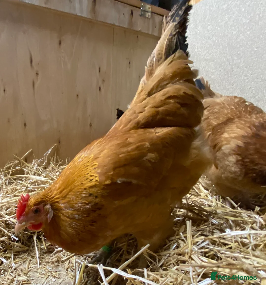 Chickens poultry for sale: Rhode Island Red x Light Sussex POL - Advert 6