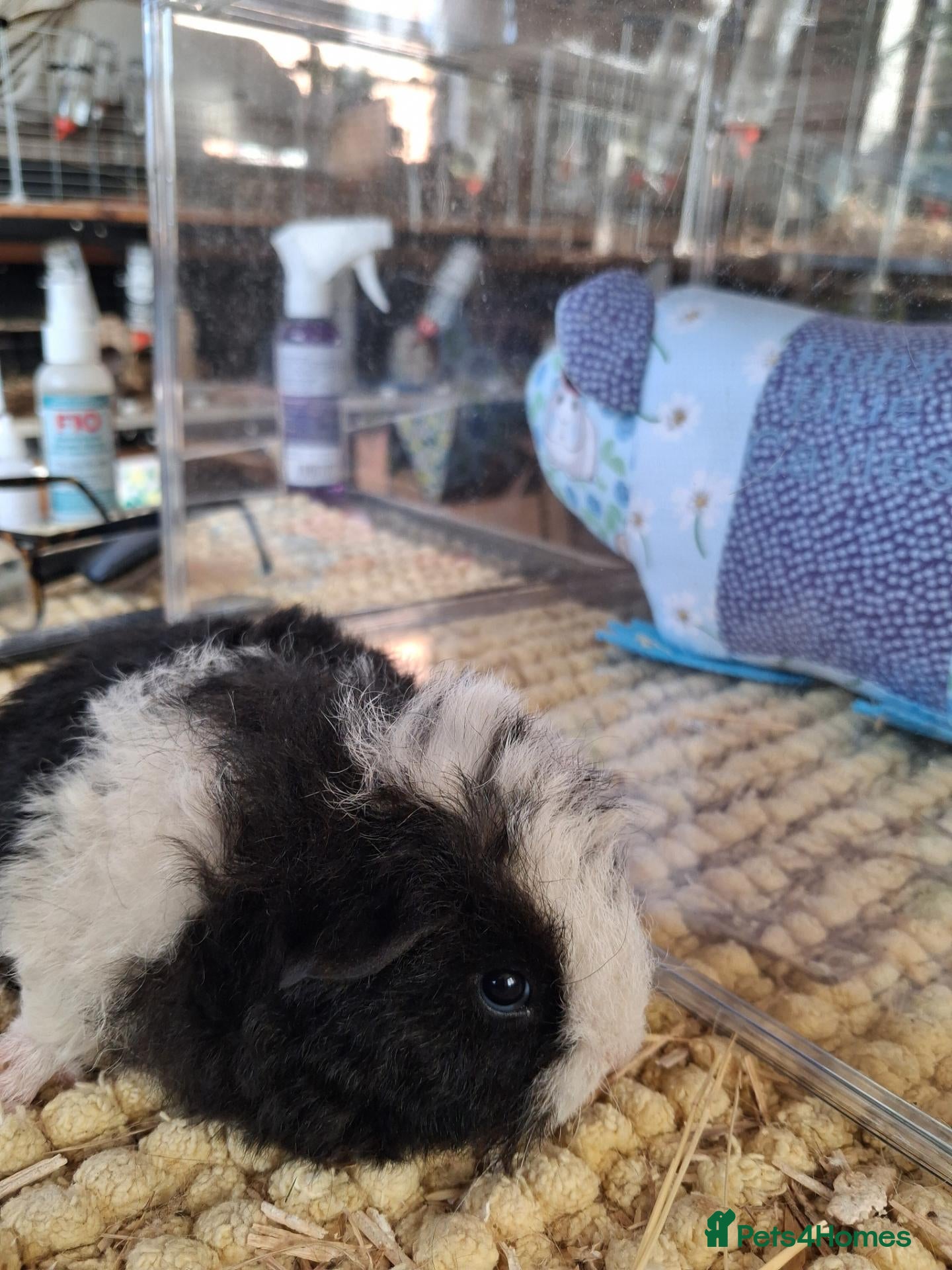 Guinea Pig rodents Georgous long haired Texel & Merino guinea pigs - Advert 2