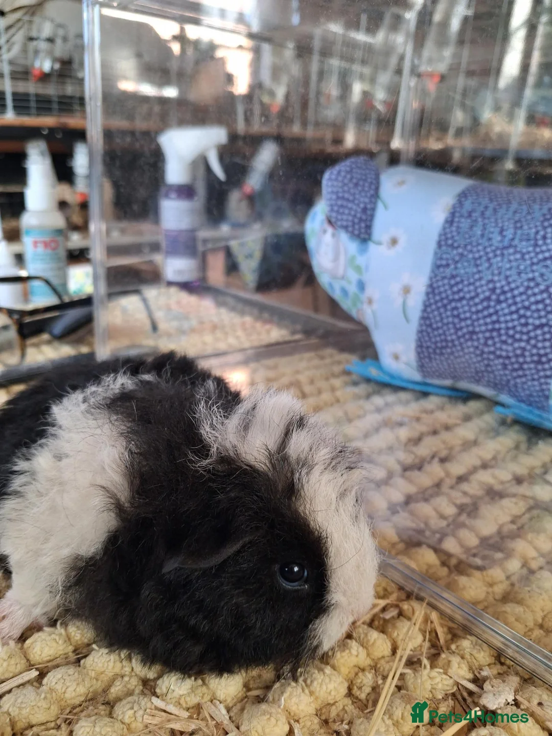 Guinea Pig rodents for sale: Georgous long haired Texel & Merino guinea pigs - Advert 2