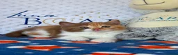 British Shorthair cats for sale: GCCF BSH kittens- championship lines - Advert 9