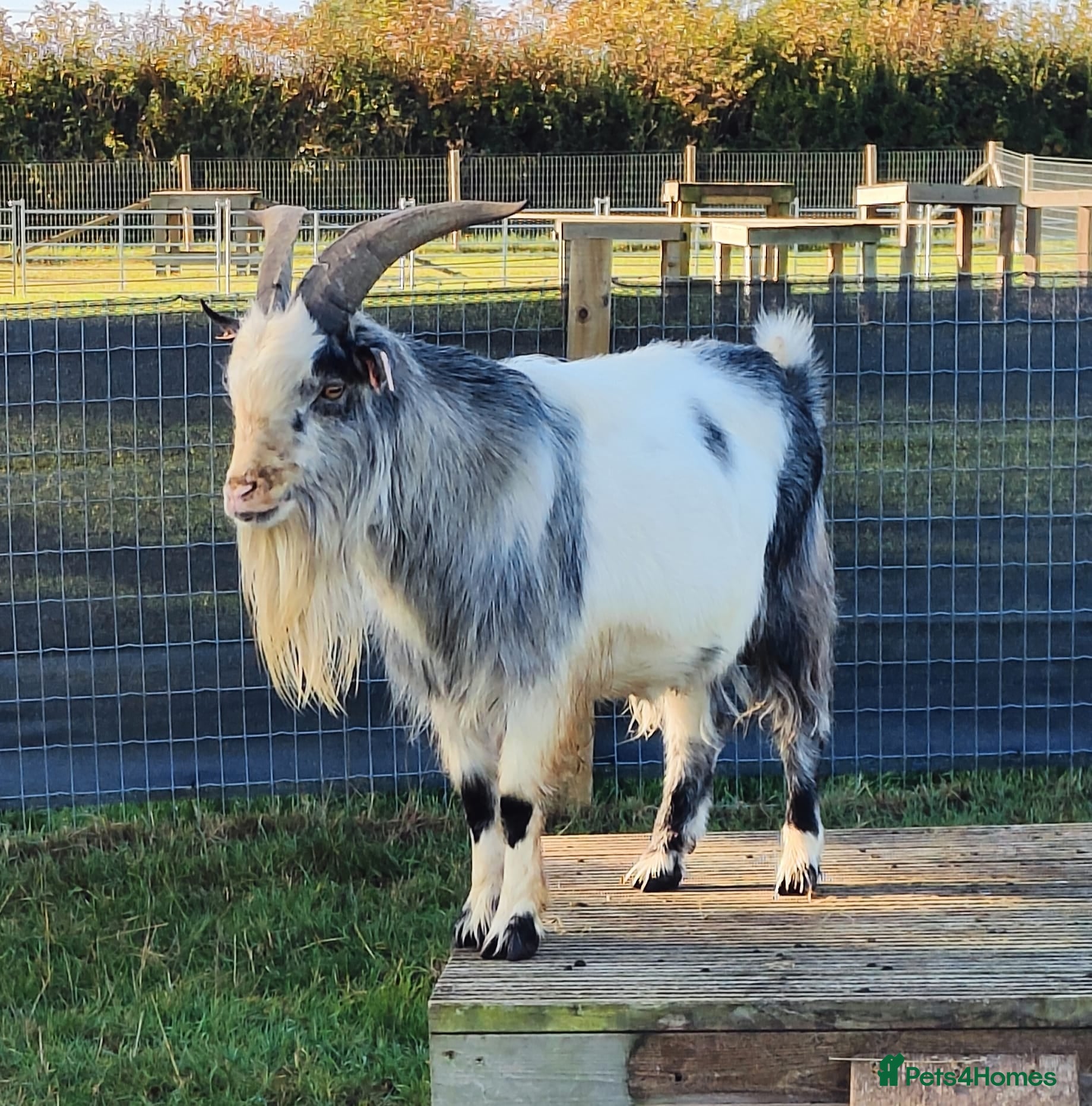 Goats livestock Billy Goat for Rehoming - Advert 1