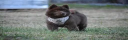 Chow Chow dogs for sale: Genuine chowski puppies  - Advert 10